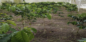 RECORRIDO POR EL INVERNADERO DE LA FACULTAD MAYA DE ESTUDIOS AGROPECUARIOS
